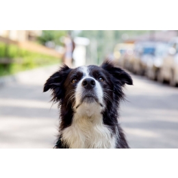 Choroba lokomocyjna u psów